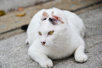 white fat cat on floor