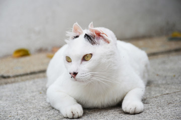 white fat cat on floor