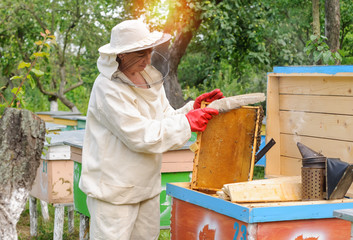 woman beekeeper selects honey comb  to drain