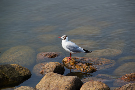 beautiful bird Seagull on rocks by the sea