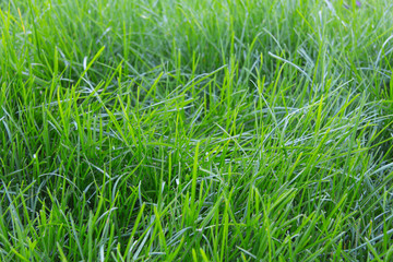 green grass selective focus