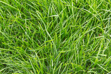 Fototapeta premium green grass selective focus