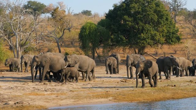 elephants herd family  walking on river bank of zambesi river chobe national park botswana africa
