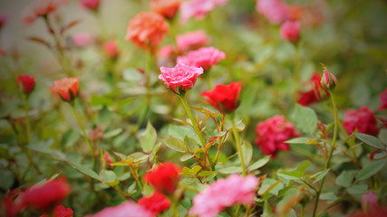 field of roses (Rosaceae) and blur background