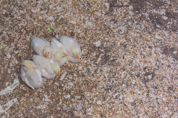 
little yellow chickens on the ground