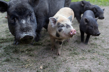 Black pig swine and two piglets front looking