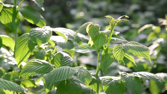 Leaves of a young raspberry in garden during the day
