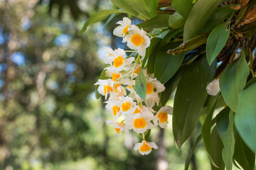 Dendrobium palpebrae Lindl orchid flower