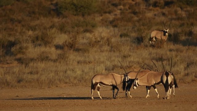 Gemsbok antelopes (Oryx gazella) in natural habitat, Kalahari desert, South Africa