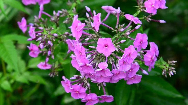 Pink phlox washed by rain