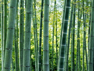 Panele Szklane  Bambusowy letni krajobraz
