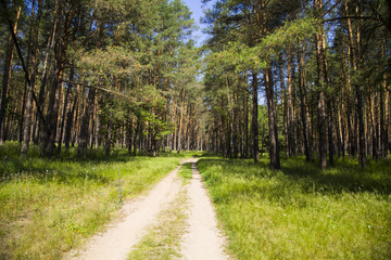 Pine forest in sunny summer day