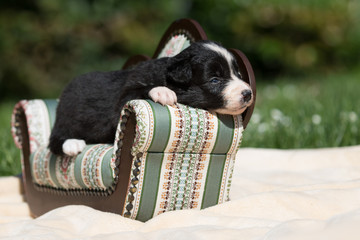 Couchpotatoe Border Collie Welpe liegt auf kleinem Sofa