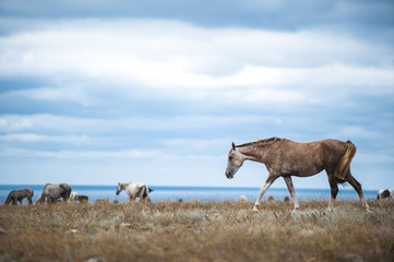 Obraz premium Horse in a field, farm animals, nature series