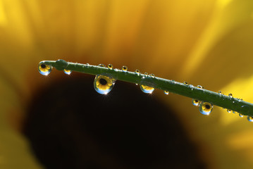 Fresh grass with dew drops and Sun beams