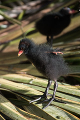 Common Moorhen, Moorhen, Gallinula chloropus - Nestling.
