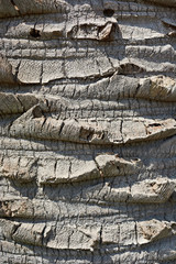 Bark of palm trees