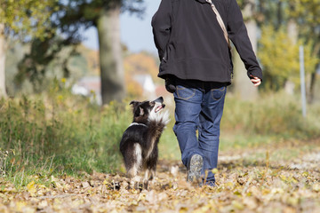 Herbstspaziergang mit Hund