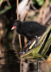 Common Moorhen, Moorhen, Gallinula chloropus - Nestling.