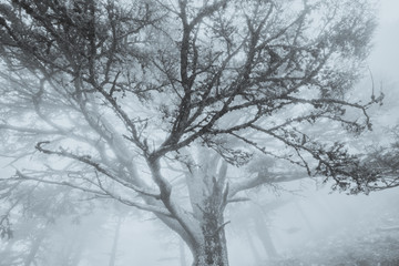 Fototapeta na wymiar Mist in the mountain forest. Turkey.