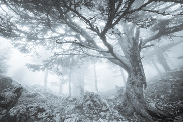 Mist in the mountain forest. Turkey.