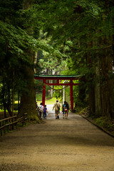 大木の中の鳥居