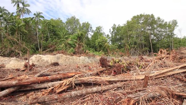Deforestation of rainforest. Environmental problem jungle cleared for oil palm plantations. Borneo, Malaysia