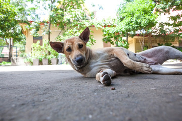 an street dog