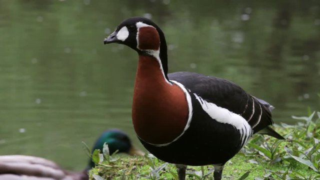 Red breasted goose