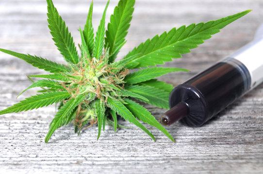 Medical Marijuana And Hash Oil