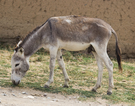 Turkmenian kulan (Equus hemionus kulan), also known as the Transcaspian wild ass. Wild life animal.
