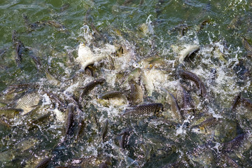 Fish in the water