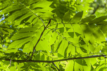 Background green leaves in sunlight