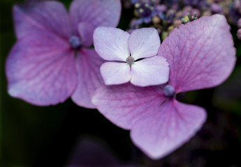 Beautiful colorful Summer hydrangea flower close up