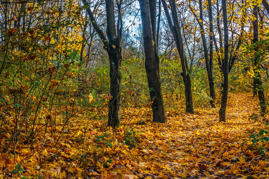 autumn forest in foliage