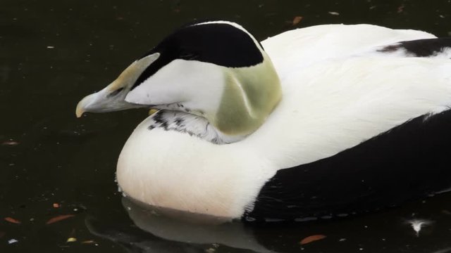 Close up of male common eider duck in water