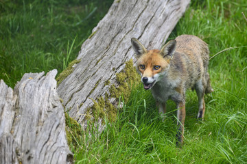 Stunning image of red fox vulpes vulpes in lush Summer countrysi