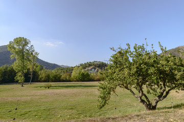 Fototapeta premium apple tree and glade at santa Maria alla Croce abbey, Tiglieto,