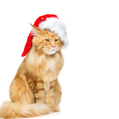 Big ginger cat in christmas hat