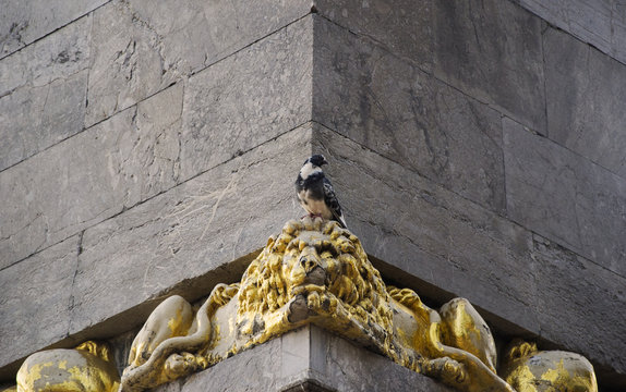 Pigeon on lion head