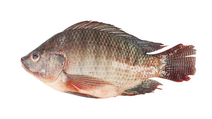 fish isolated on the white background