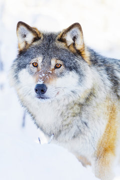 Wolf stands in beautiful winter landscape