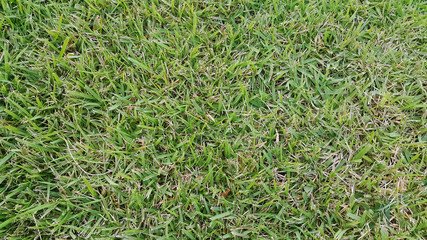 grass Horizontal background
