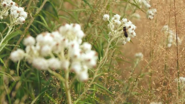 Biene saugt Necktar aus Bl&uuml;te (slow motion)