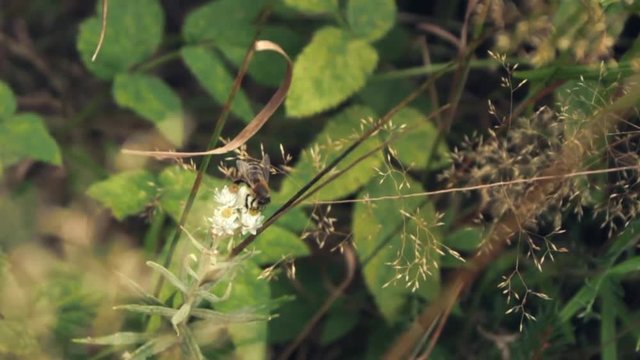 Biene saugt Necktar aus Bl&uuml;te (slow motion)