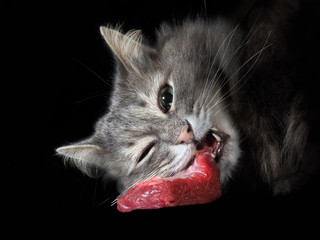 Fototapeta premium Cat greedily eating a large piece of raw meat. Black background, big cat face. The tusks, jaws, green eyes