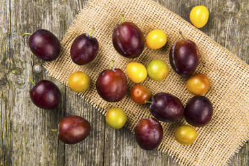 Pflaumen und Mirabellen - reifes Obst