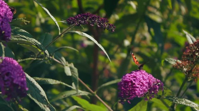 Schmetterling saugt Necktar aus Fliederbl&uuml;te