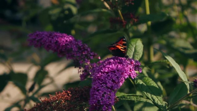 Schmetterling saugt Necktar aus Fliederbl&uuml;te