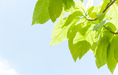 green leaf leaves budding in the spring for background,In the spring natural background with the sky and leaves